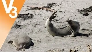 Elephant Seal Rookery, California