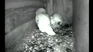 Barn Owl Feeding Chicks: It's too big! | Discover Wildlife | Robert E Fuller