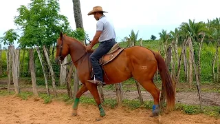 COMO CORRIGIR CAVALO QUE EMPURRA NO FREIO NA HORA DA PARADA