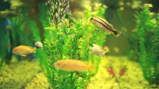 3 HOURS of Relaxing Aquarium Fish, Coral Reef Fish Tank & Relax Music 1080p HD #3