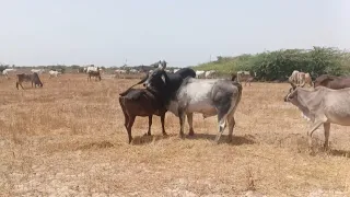 Big Bull And Cow | Cow Farm | Cow Breeding