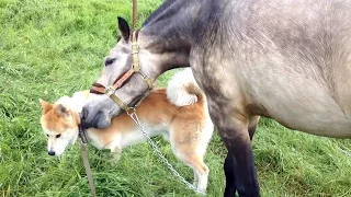 Dogs Being Friends With Other Pets 🐶 💗 🏀  [Funny Pets]