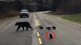 Полицейский помог медведице с детенышам перейти дорогу, дальше произошло невероятное!