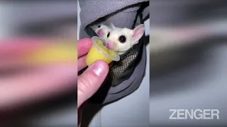 Meet The Two Cute Sugar Gliders Who Are TikTok Influencers