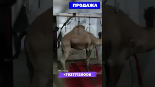 Забой Верблюда🐪🐪🐪🔥Слабонервным не Смотреть🔞Продажа Живым Весом и Мясом 🥩Халяль из России 🇷🇺