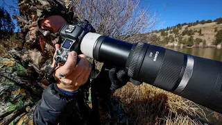 Bird Photography at 2560mm With The Canon RF 800mm and Teleconverters: Are they Worth It?