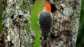 Forest Bird Sounds Spectacular Morning Bird Song