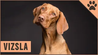 Viszla Dog Breed - Vizsla What To Know