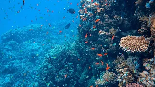 1 Hour Deep Healing Music I  Peaceful Soothing Instrumental Music I UnderSea Turtle & Fish Paradise