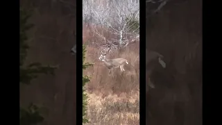 First encounter with the target Buck “Splits”