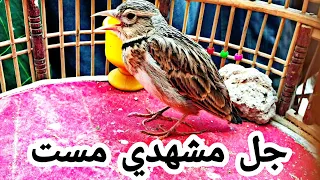 Jal Bird Singing |Iranian Jal Mashady Birds | جل مشهدي |طرقه پرنده ‌مست و خواندي در کابل#anybirds