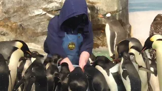 ペンギンのエサの時間　アデリーペンギン　ヒゲペンギン　ジェンツーペンギン　エンペラーペンギン　【名古屋港水族館】