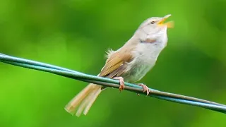 ウグイスの美しい囀り02 高音質【野鳥観察 鳥の鳴き声 バードウォッチング】Japanese bush warbler Calling Bird Sound　Bird Song