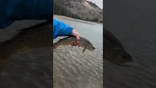 Top 3 biggest tigers I’ve caught! 10,000ft elevation lake in Utah.