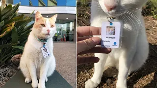 Кот посещает больницу в течении года и тогда его берут на работу в качестве охранника...