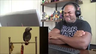 Try Not to Laugh - BIRDS CURSING CHALLENGE - REACTION!!!