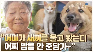 “어미가 새끼를 데리고 와부렀어. 그럼 밥을 줘야지!” 넘치는 정을 베푸시는 할머니 | KBS 남도 지오그래피 160921 방송