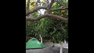 Adrasan Çadır Kamp - Adrasan Dere Camping