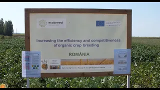 Eveniment ECOBREED - prezentare soia in cultură ecologică la INCDA Fundulea și la Aurel Petruș