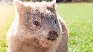 Breakfast time with Millie the Wombat