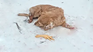 Lying alone on the cold snow, that dog felt even more scared than if he had broken his leg