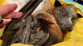 Rescuing and releasing a mum & baby flying-foxes:  Artemis & Aoife