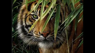 Раненая тигрица искала лёгкой добычи. Интересные истории из жизни животных. Аудио рассказы.