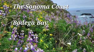 The Sonoma Coast ~ Beautiful Beaches and Bodega Bay