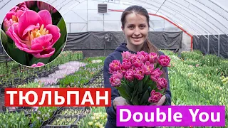 Тюльпан Double You (Дабл Ю) 🌷