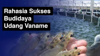 Rahasia Sukses Budidaya Udang Vaname, Mulai Bibit Hingga Panen | Vannamei Shrimp Farming