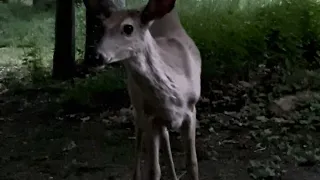 Whitetail Buck & Family