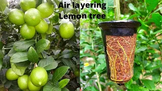 How to Air Layering Lemon Tree || Easy method to grow Lemon tree from cutting at home