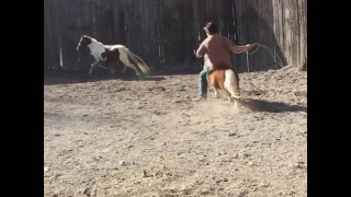 Roping off miniature pony