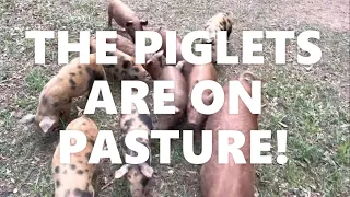 HOW ARE THE PIGLETS DOING ON PASTURE?? #pasturedpigs #EATMYPORK