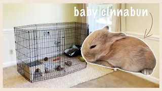 What You NEED When You Bring Home a Rabbit