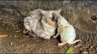 Mother Cat to Carry her kitten in Streets, but No One Opened the Door for Them!