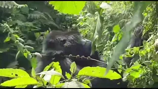 Gorilla Virunga National Park Rwanda