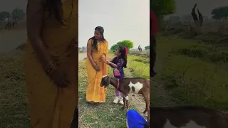 amaira n bakri bhga di🤣#shorts #viral #viral #thegeetagurjar #youtubeshorts