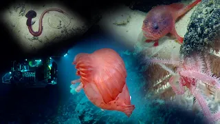Wow Wildlife Moments from the Deep Waters Near Kingman Reef | Nautilus Live