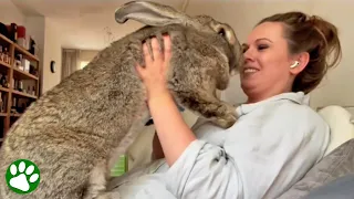 Giant bunny thinks he's a dog