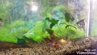 Аквариум. Рыбки. Беременная гуппи. Мальки. Aquarium.  Fishes.  Pregnant Guppy.  Fry