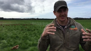 40,000 Laying Hens on Pasture at Alexandre Farms in California