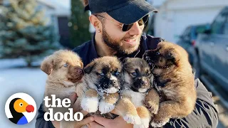 Brady Oliveira Saves Puppies In His Free Time | The Dodo Teammates