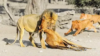 The Topi Antelope Has A Tragedy When It Encounters A Lion | Lion Attack Topi Antelope