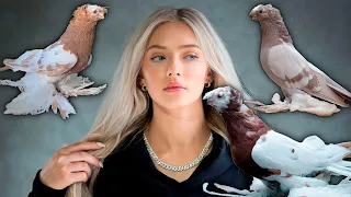 Богатые платят за $1 vs $500,000! Двухчубые голуби. Tauben. Pigeons. Palomas. Pombos. 비둘기.