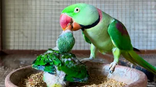 Baby parrots Natural feed & Sound ( Raw Parrots)