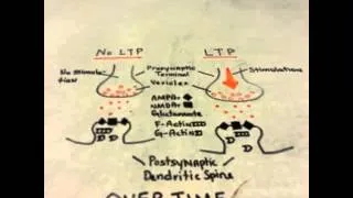 Dendritic Spine LTP Part 2