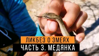 Обыкновенная медянка - Ликбез о змеях #3 / Ядовита или нет? / Smooth snake / Coronella austriaca