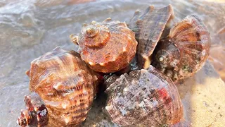 Niu Niu's sea drive: found many conchs  filled a basket [Seafood adventure]