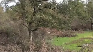 Wild Boar Hunt | Some good boar shooting in Tuscany